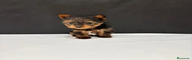 Yorkshire Terrier Cachorro 1