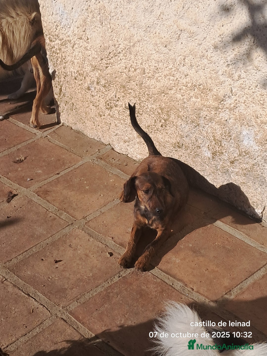 Pinscher Miniatura perros en adopcion: Mestizo de mini pincher  - Imagen 2