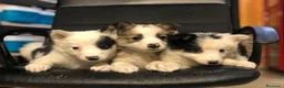 Border Collie perros en venta: Border collie - Anuncio 2