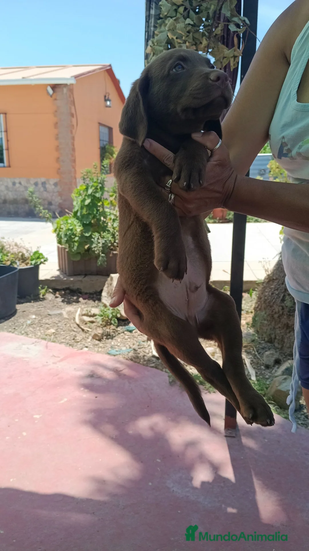 Labrador Retriever perros en venta: Último macho chocolate disponible  - Anuncio 3
