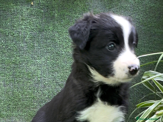 Border Collie perros en Torremolinos - Anuncio 27