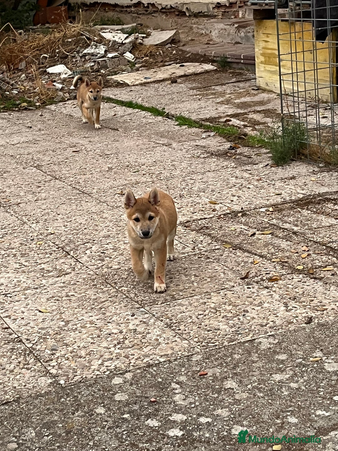 Shiba Inu perros en venta: Shiba inu - Anuncio 3