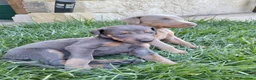Dobermann perros en venta: Dóberman  - Anuncio 4