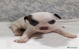 Chihuahua perros en venta: Chihuahua toys  - Imagen 1