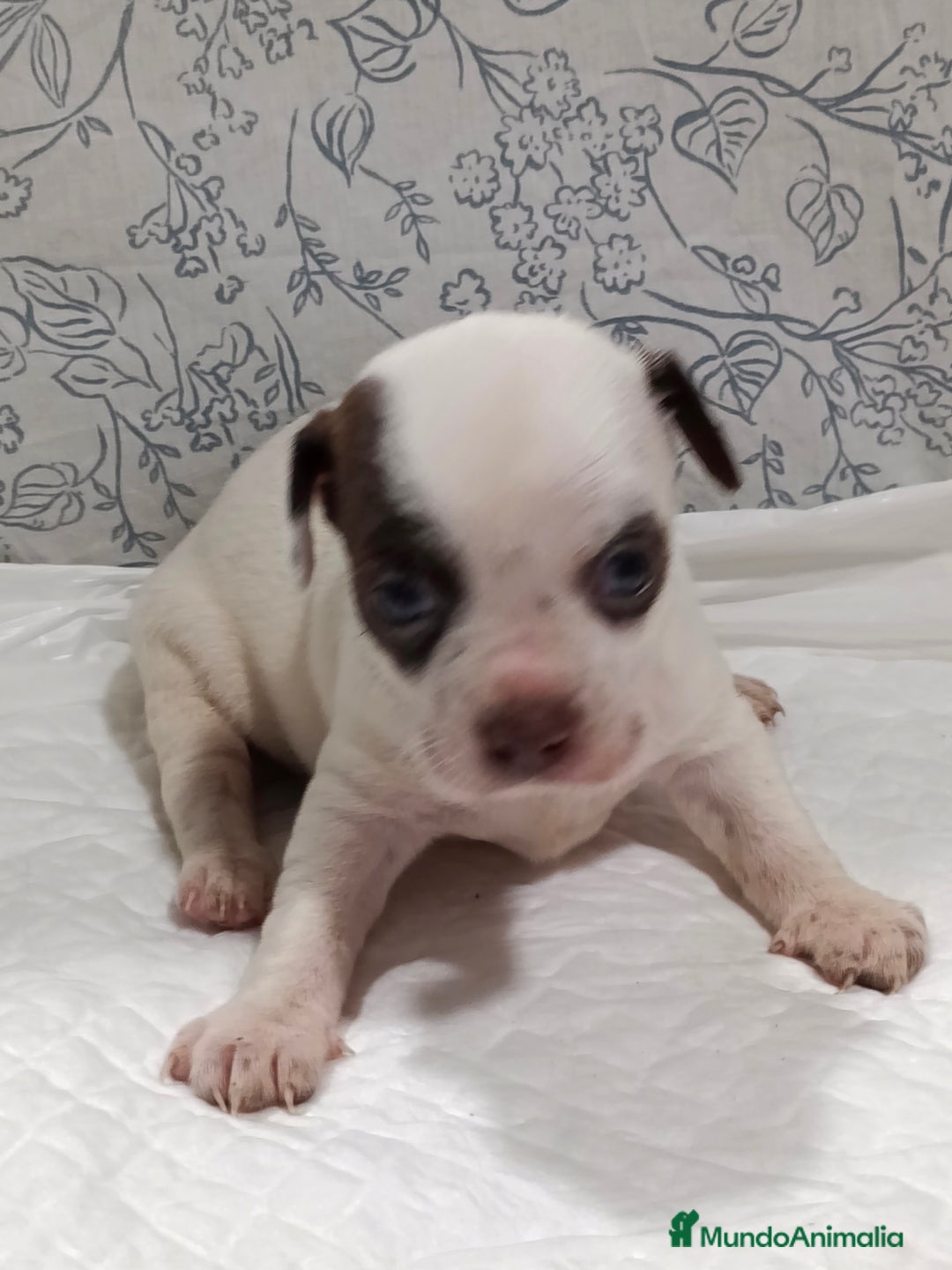 Chihuahua perros en venta: Chihuahua toys  - Imagen 1