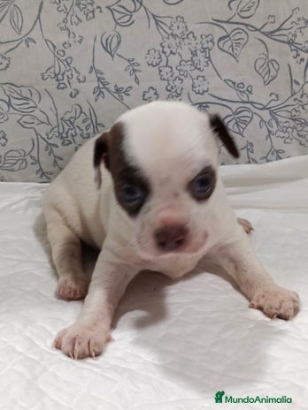 Chihuahua perros - Anuncio 8