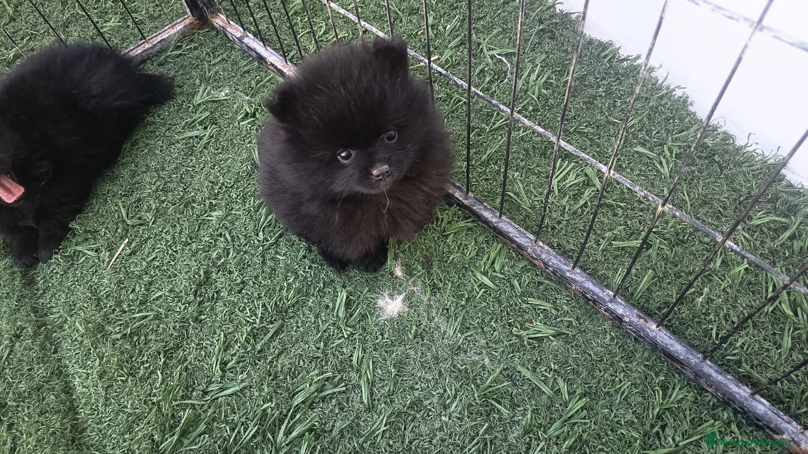Pomerania perros Pomerania hembra  - Anuncio 1