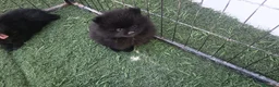 Pomerania perros en venta: Pomerania hembra  - Anuncio 1