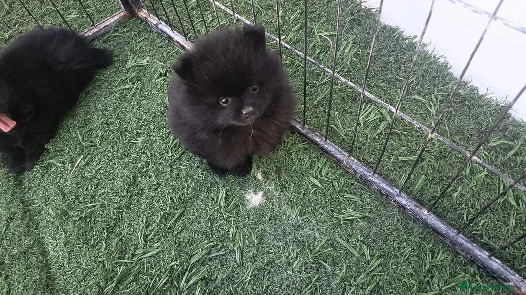 Pomerania perros en venta: Pomerania hembra  - Anuncio 1