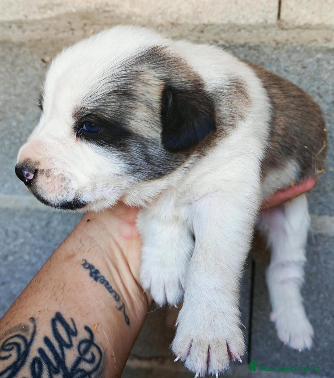 Mastín Español perros en venta: MASTÍN ESPAÑOL - Anuncio 14