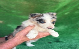 Border Collie perros en venta: Border collie  - Imagen 4
