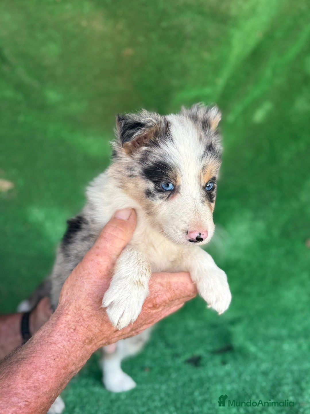 Border Collie perros en venta: Border collie  - Imagen 4