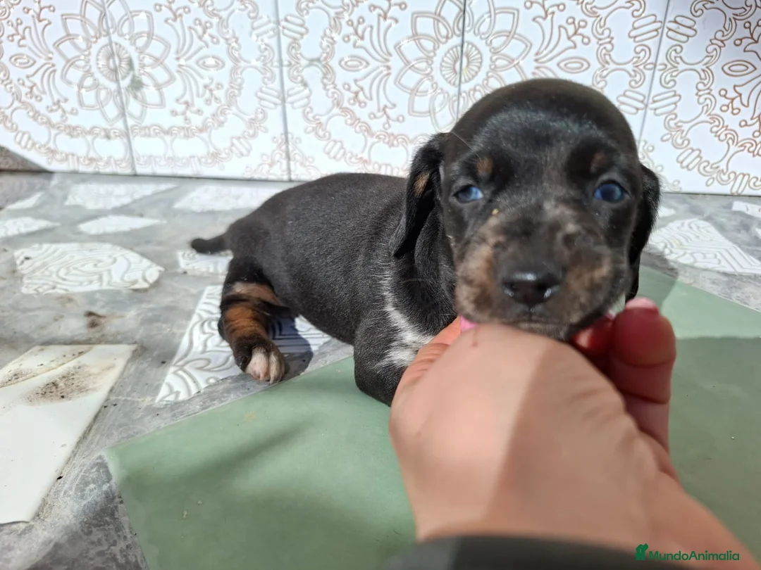 Teckel perros en venta: Teckel exclusivo muy - Anuncio 2