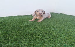 Teckel Miniatura perros en venta: TECKEL MINIATURA ARLEQUIN - Imagen 3