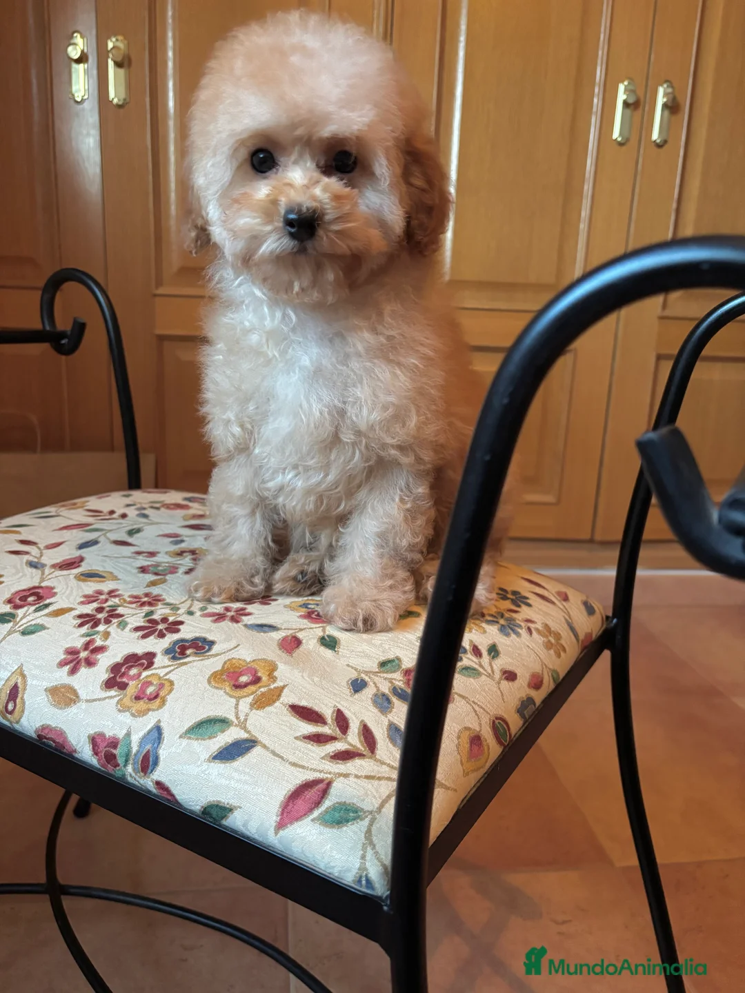 Caniche Toy perros en venta: Caniche toy Apricot hembra disponible  - Anuncio 4