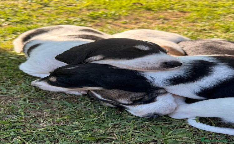 Saluki perros - Anuncio 1