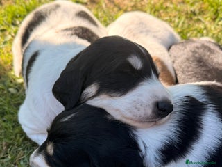 Saluki perros - Anuncio 36