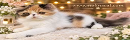 Persa gatos en venta: Persa tricolor  - Anuncio 3