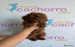 Caniche Enano perros en venta: CANICHE ENANO - Imagen 1