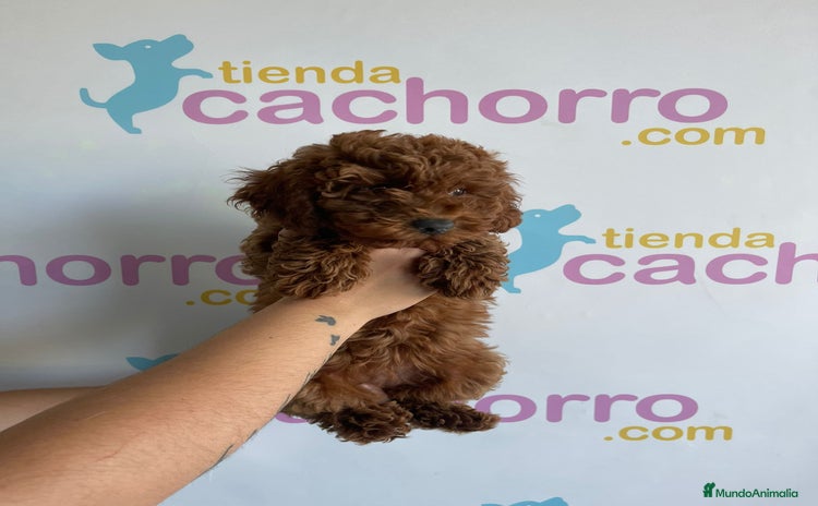 Caniche Enano perros - Propaganda 1