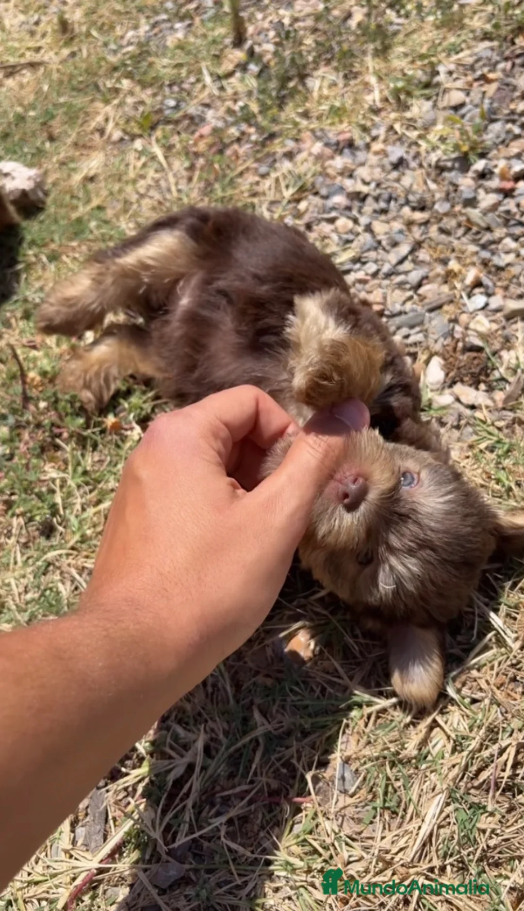 Yorkshire Terrier perros en venta: YORKSHIRE CHOCOLATE CACHORROS en Alicante - Anuncio 2
