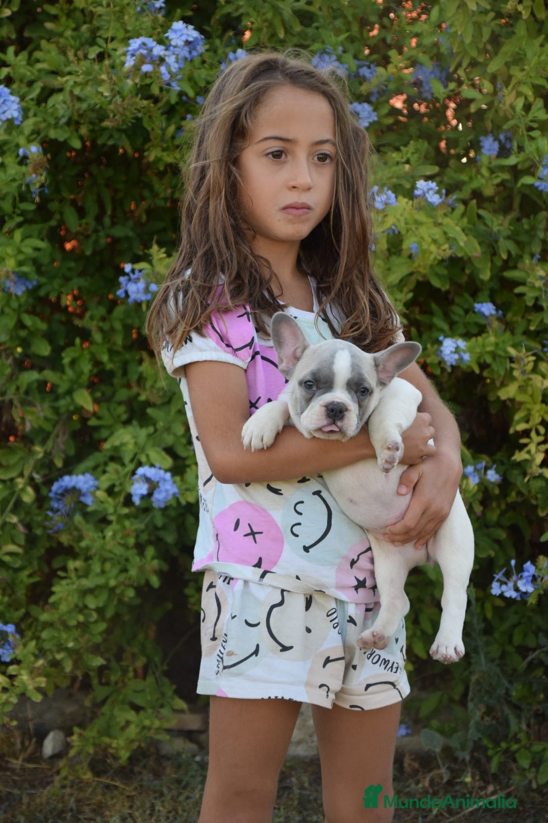 Bulldog Francés perros en venta: Bulldog francés exótico distintos colores - Imagen 6