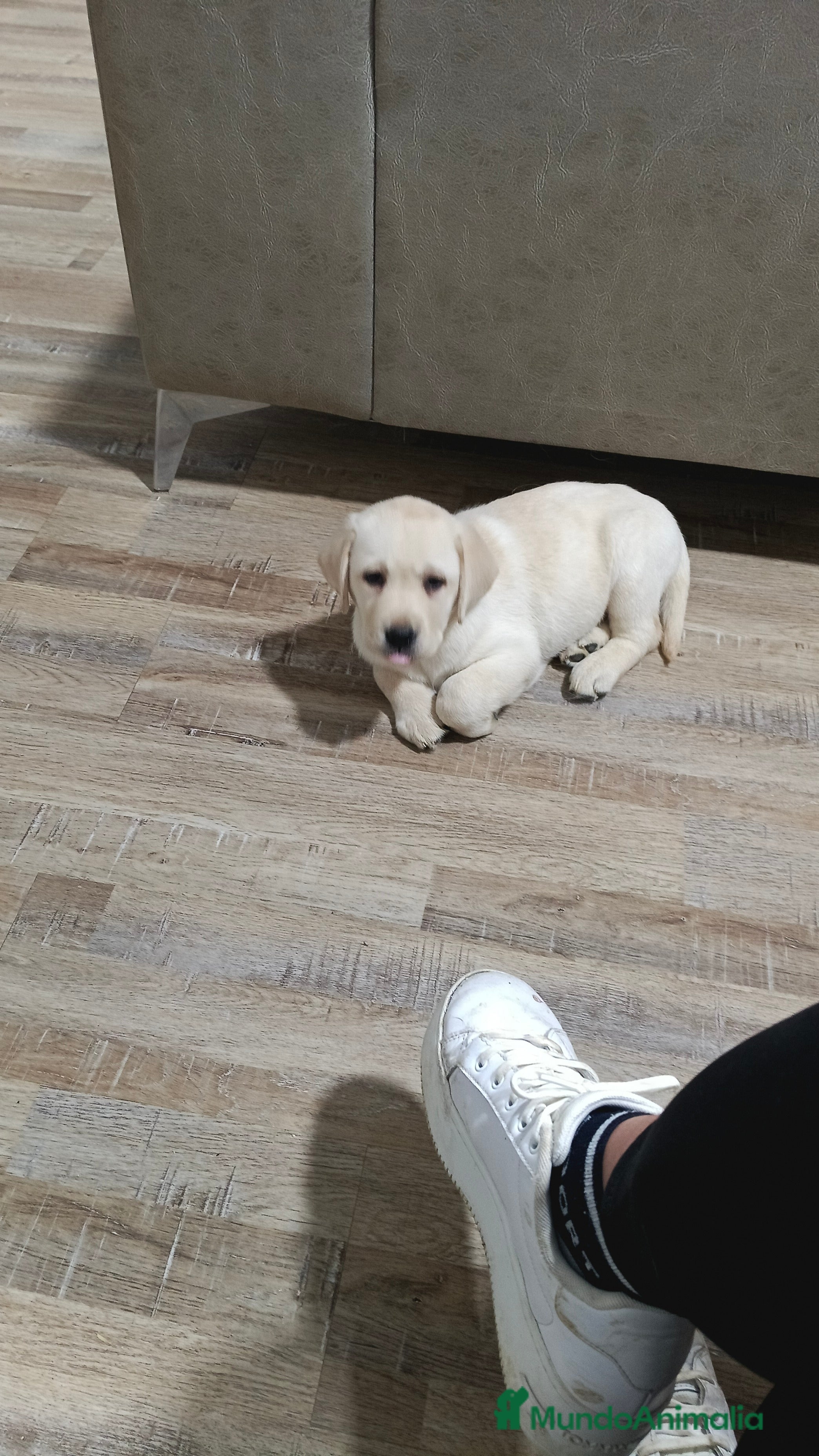 Labrador Retriever perros Labrador retriever dorado  - Anuncio 2