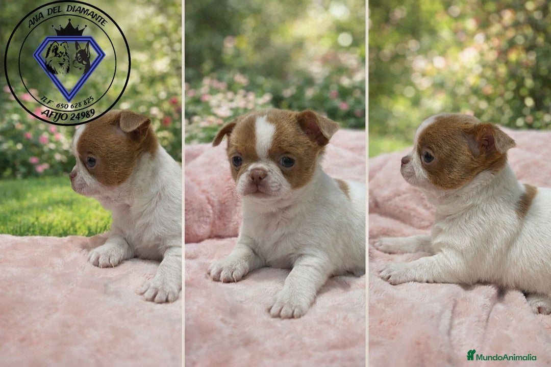 Chihuahua perros en venta: Chihuahua machitos  - Anuncio 1