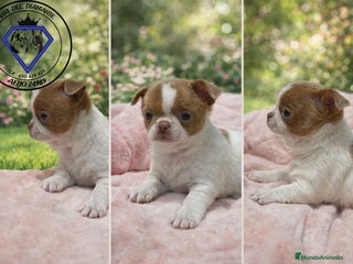 Chihuahua perros Chihuahua machitos - Anuncio 1