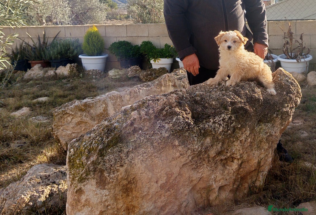 Perro Crestado Chino perros en venta: Precioso cachorrito de reza pequeña  - Anuncio 1