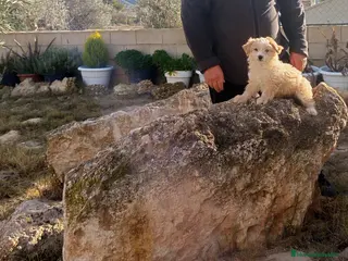 Perro Crestado Chino perros en venta: Precioso cachorrito de reza pequeña - Anuncio 3