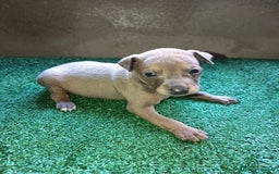 Pequeño Lebrel Italiano perros en venta: Pícolo  - Anuncio 2