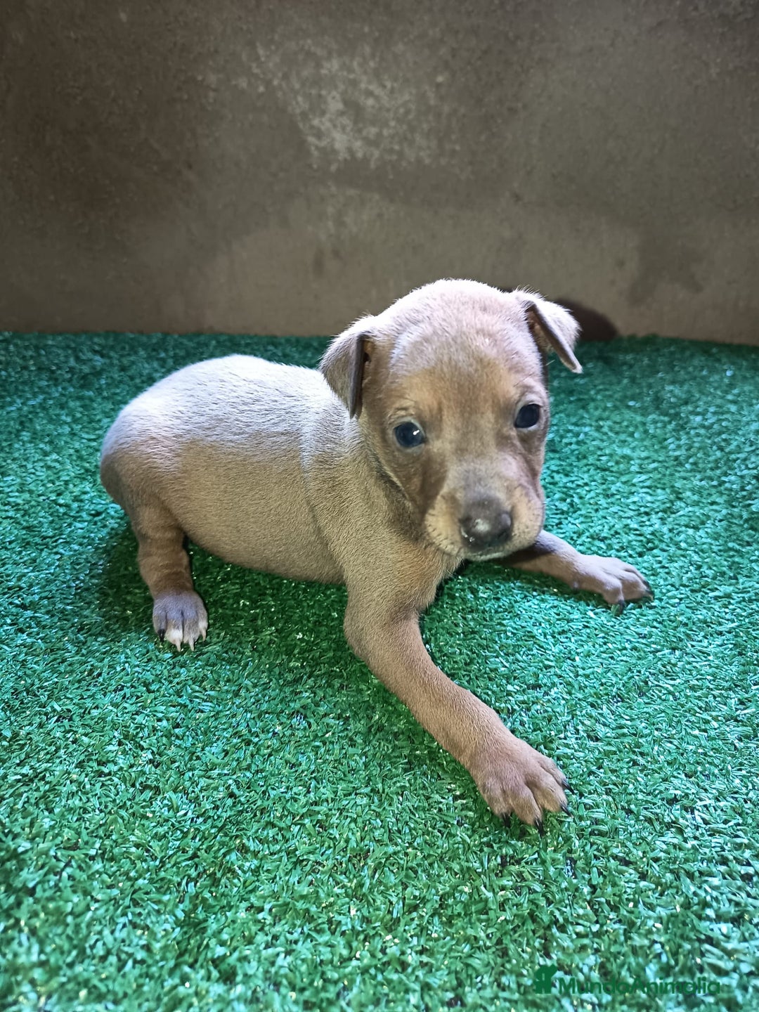 Pequeño Lebrel Italiano perros en venta: Pícolo  - Anuncio 2