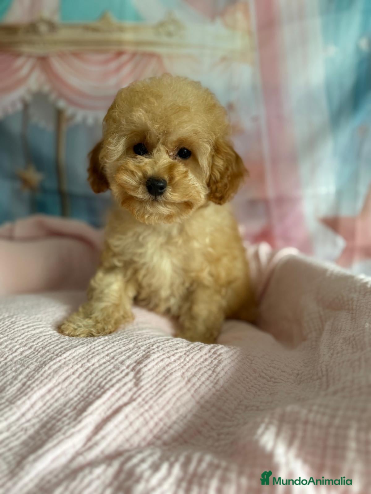 Caniche Toy perros Caniche toy lista para  entregar muy chiquitina!! - Anuncio 1