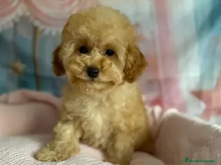 Caniche Toy perros Caniche toy lista para entregar muy chiquitina!! - Anuncio 3
