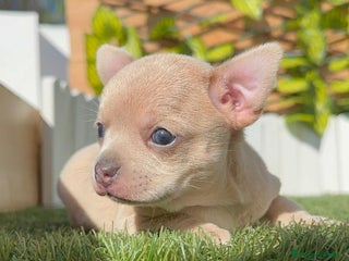 Chihuahua perros CHIHUAHUA HEMBRA - Anuncio 3