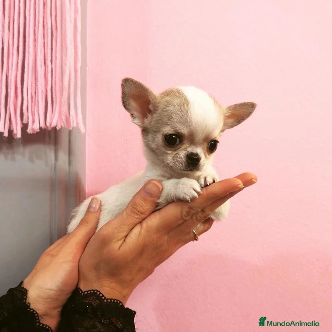 Chihuahua perros en venta: Chihuahuas  en Barcelona - Anuncio 4
