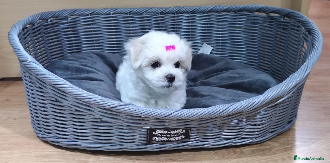 Bichón Maltés perros en venta: Bichón Maltés - Anuncio 3