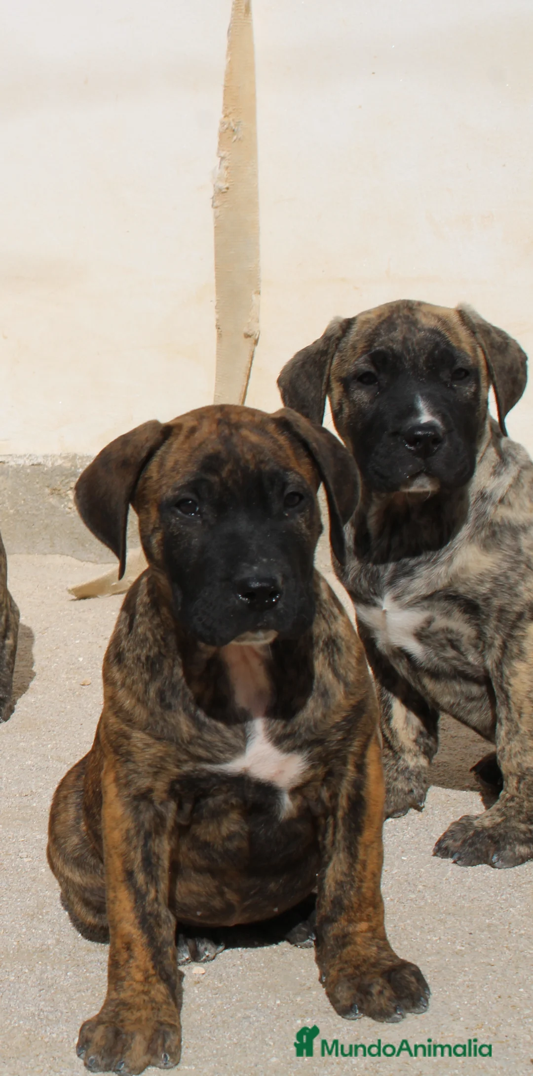 Presa Canario perros en venta: Presa canario  - Anuncio 4