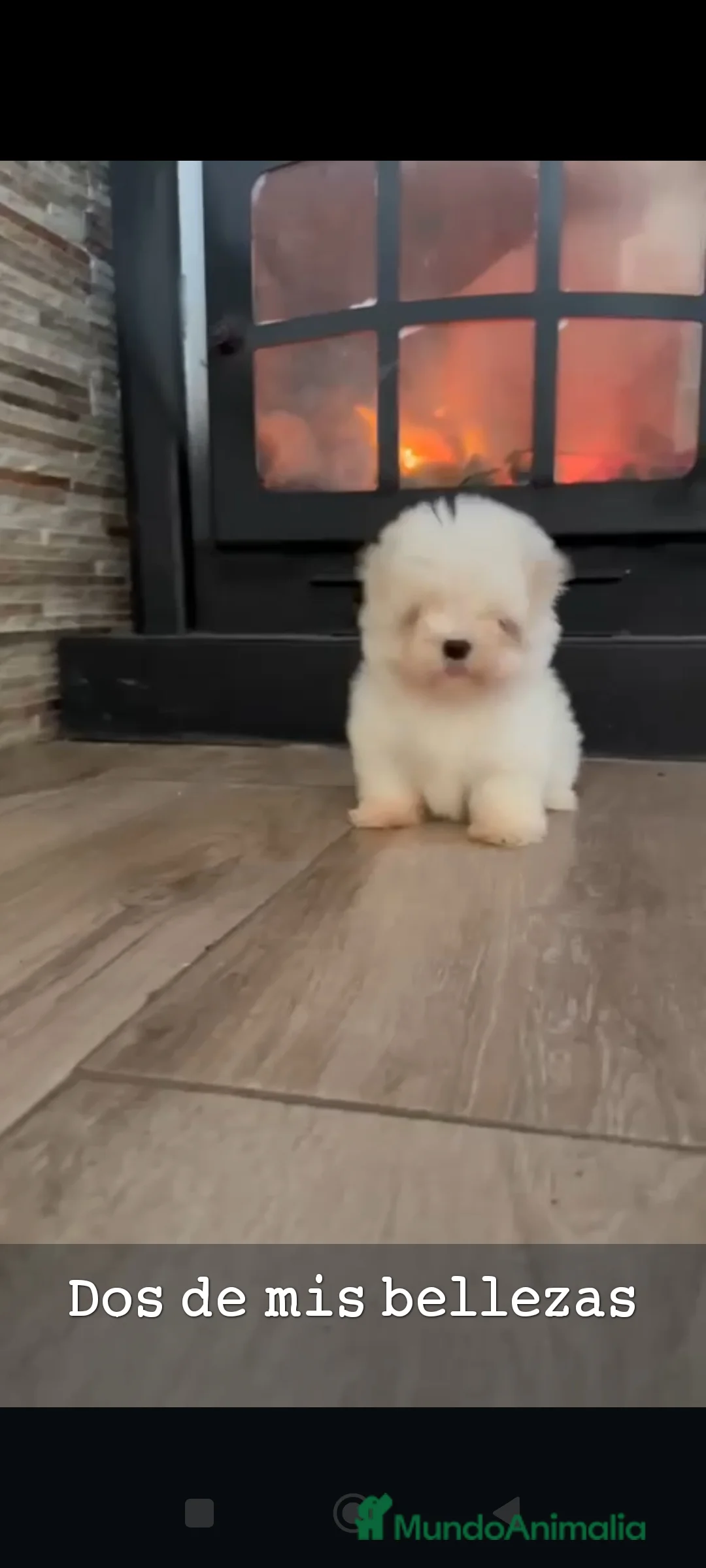 Bichón Maltés perros en venta: Bichón maltes coreano - Anuncio 4