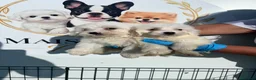 Bichón Maltés perros en venta: CAMADA DE BICHON MALTÉS DISPONIBLE TOLEDO - Anuncio 1