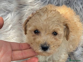 Caniche Toy perros - Anuncio 20