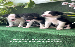 Border Collie perros en venta: Border Collie De Villa Biznaga - Imagen 5