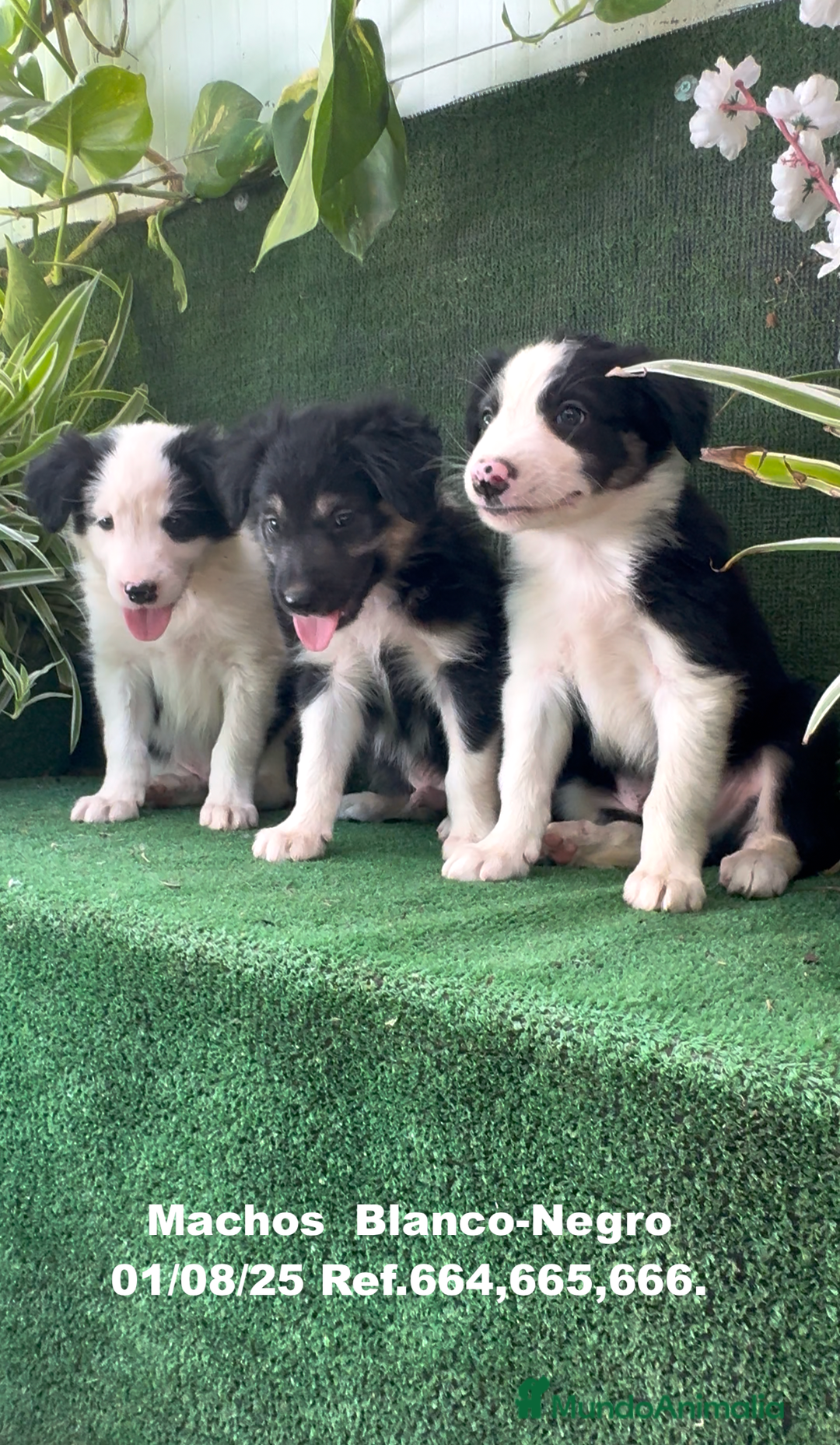 Border Collie perros en venta: Border Collie De Villa Biznaga - Imagen 5