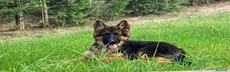 Pastor Alemán perros en venta: CACHORROS DE PASTOR ALEMAN - Anuncio 3