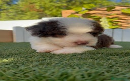 Perro de Agua Español perros en venta: PERRO DE AGUA macho - Imagen 2
