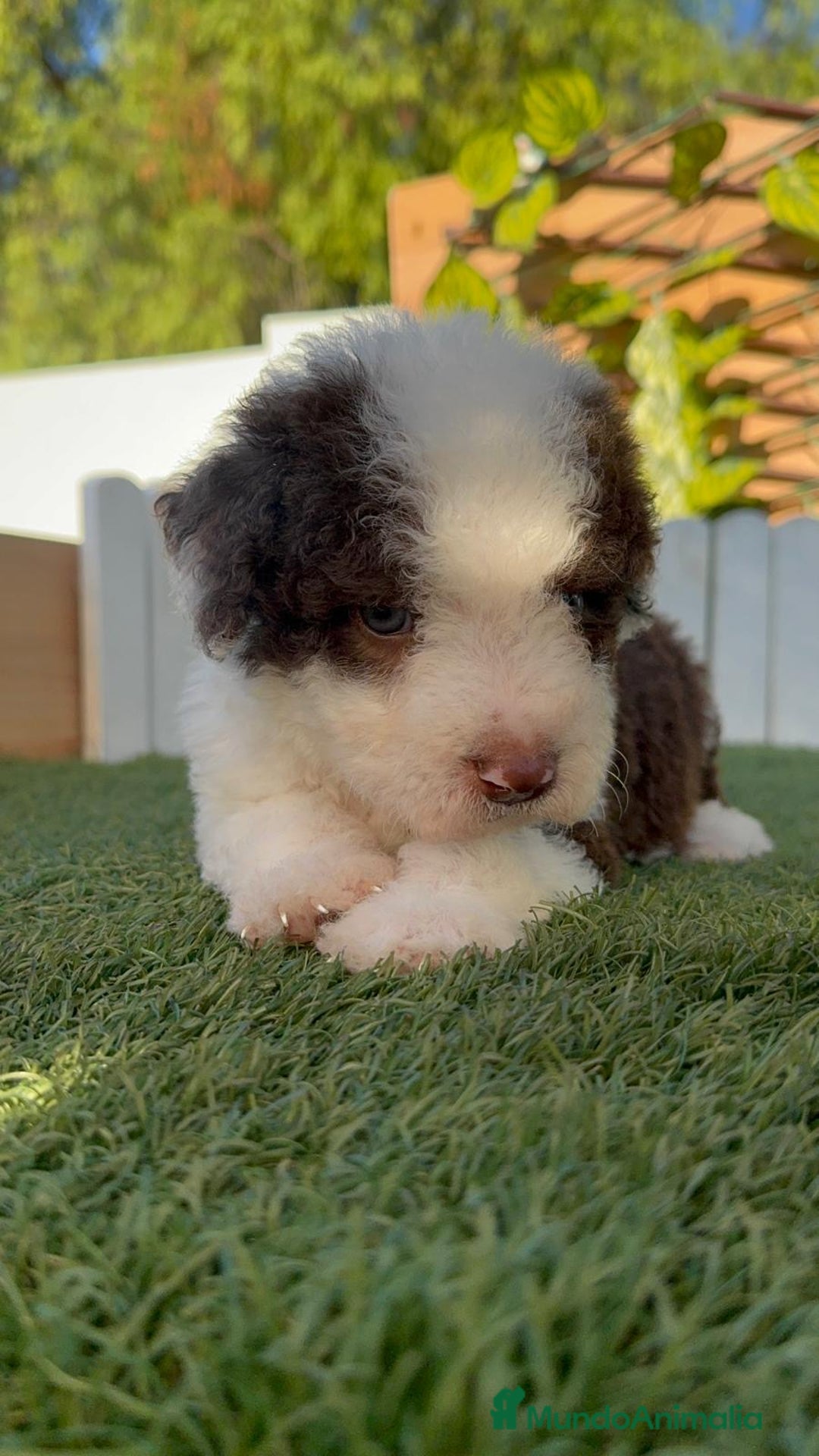 Perro de Agua Español perros en venta: PERRO DE AGUA macho - Imagen 2