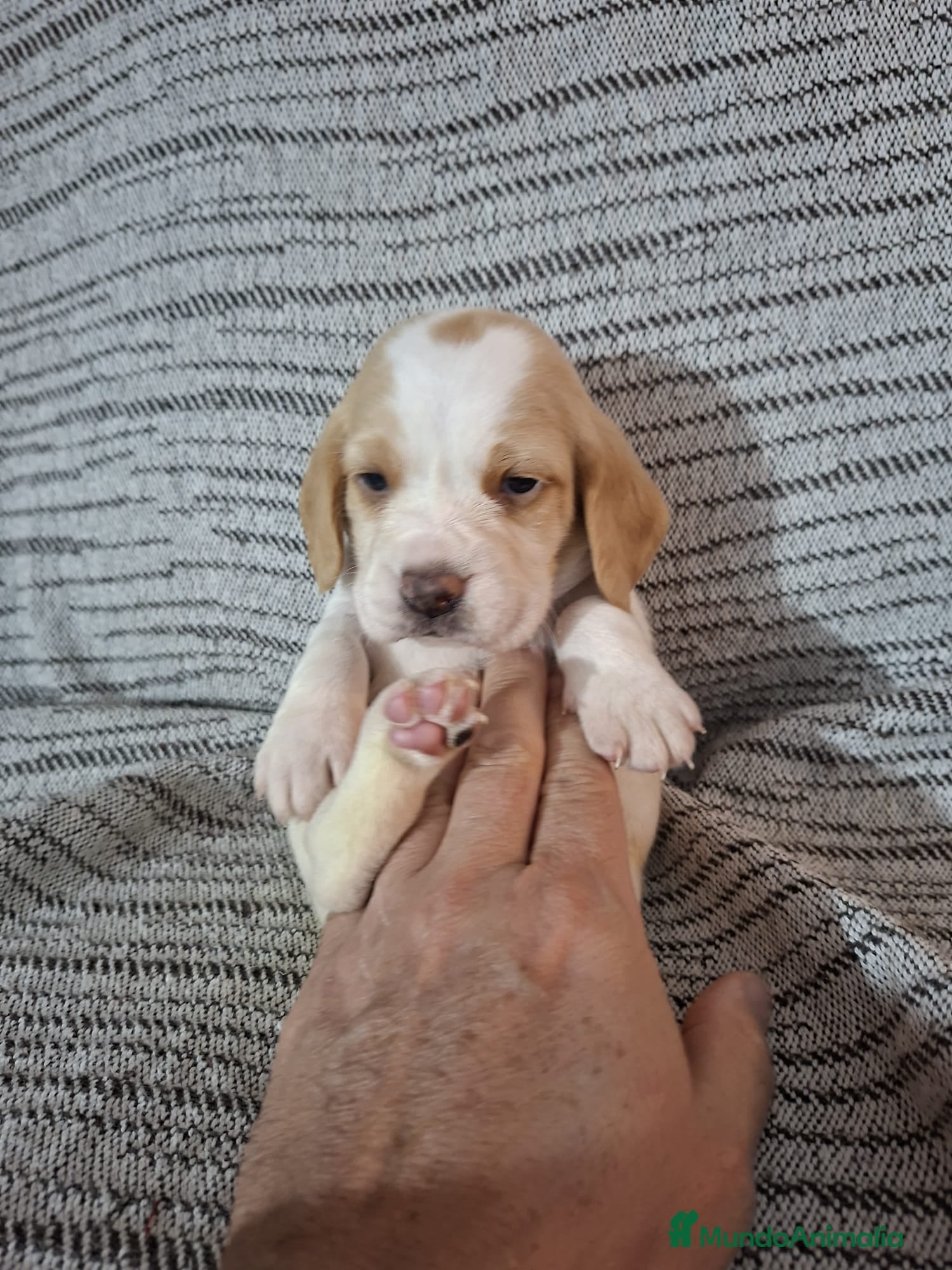 Beagle perros BEAGLS EXCLUSIVAOS - Anuncio 1