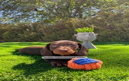 Teckel Miniatura perros en venta: CACHORRITO TECKEL - Imagen 7