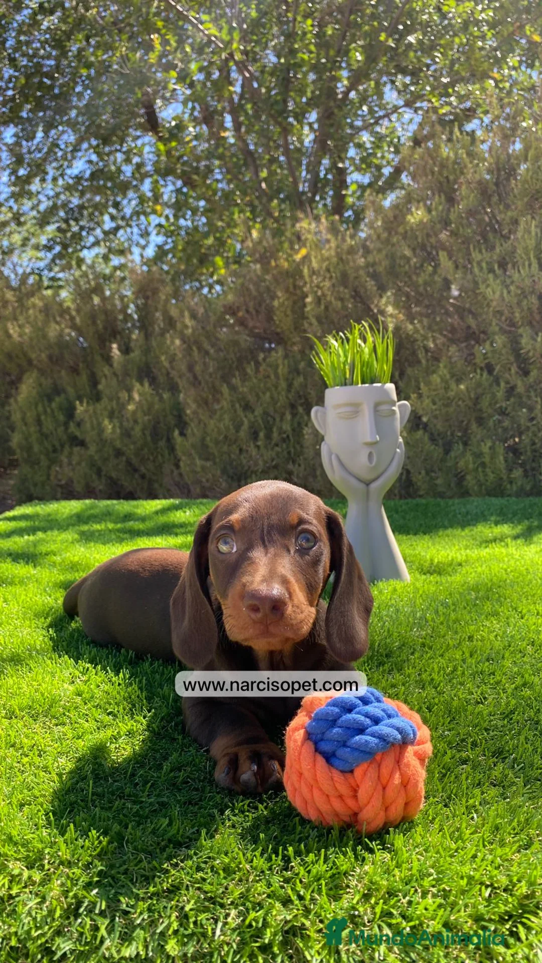 Teckel Miniatura perros en venta: CACHORRITO TECKEL - Anuncio 7